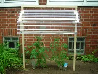 Tomaten 28.06.12-1.webp
