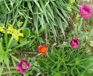 Blumenbeet-Tulpen1.webp