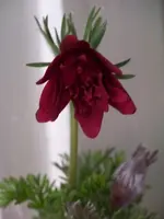 002.webp