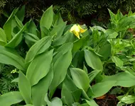 Blumenbeet-TulpenB.webp