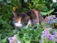 Mieze-29-09-2011-349.webp