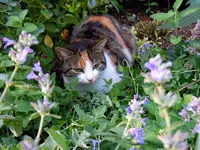 Mieze-29-09-2011-350.webp
