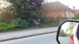 grasfrösche und co 039.webp