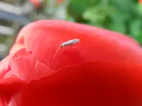 Weißes Tierchen_3196.webp