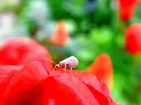 Weißes Tierchen_3197_1.webp