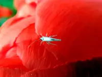 Weißes Tierchen_3198.webp