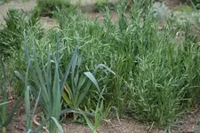 Lauch Kornblumen 28.4..webp