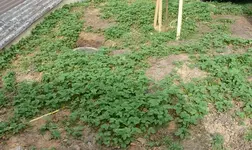 Moschuserdbeeren1.webp