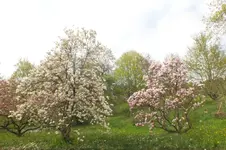 2013_0501Frühling0061 magn.webp