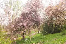2013_0501Frühling0064.webp
