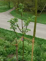 Obstbaum Apfel Jakob Fischer.webp