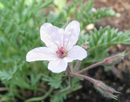 erodium_02.05.13.webp