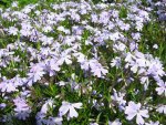 polsterphlox 02.05.13.jpg