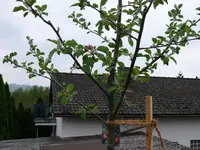 Obstbaum-RoterBokop1 Malus.webp