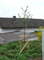 Obstbaum-RoterBokop Malus.webp