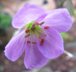 espresso blüte.webp