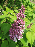 flieder 02.05.13.webp