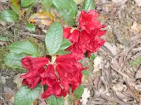 075.webp