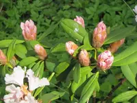 002.webp