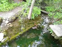 SAM_7309comp Teich_3.webp