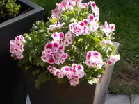 geranie 004.webp