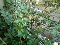 DSC_0688.webp