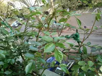 DSC_0693.webp