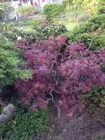 Bild 099.webp
