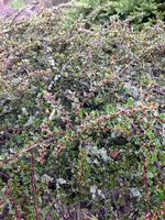 Bild 090.webp