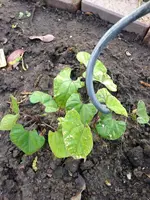Bild 089.webp