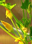 Zucchini Bush Baby Blüten_600.JPG