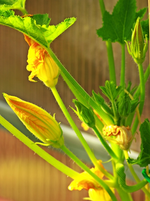 Zucchini Bush Baby Blüten_600.webp