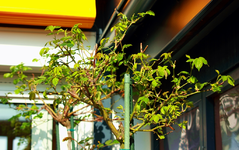 Hochstammrosen treiben aus_1024.webp