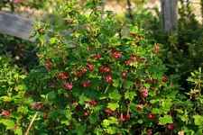 Johannisbeere blüht_1024.webp