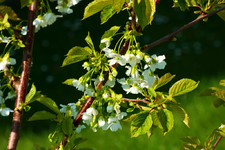 Kirschblüte2_1024.webp