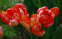Papageientulpe lachs_orange_1024.webp