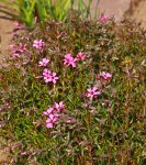 Polsterphlox pink_640.JPG