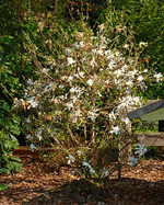 Sternmagnolie_640.webp