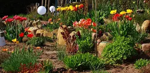 Tulpenpracht im Hangbeet_1024.webp