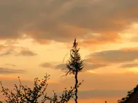 DSCN3605.webp