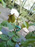 DSC_0699.webp