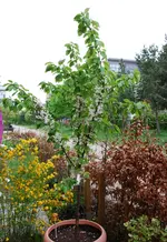 DSC_4787.2.webp