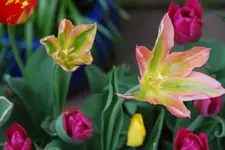 DSC_4783.webp
