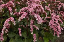 2013_0501Frühling0004.webp