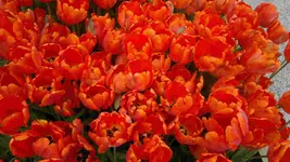 270420131531.webp