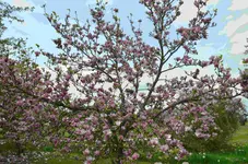 DSC_0407.webp