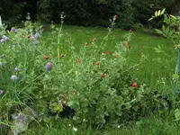 BILD1461.webp