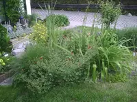 Fingerkraut.webp