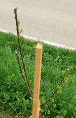 Obstbaum_Mirabelle Nancy.webp