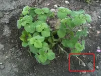 Foto.webp